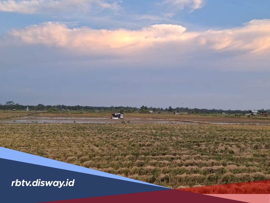 Memasuki Musim Kemarau, Dinas Pertanian Menyatakan Tanaman Padi di Mukomuko Tidak Terdampak, Ini Alasannya