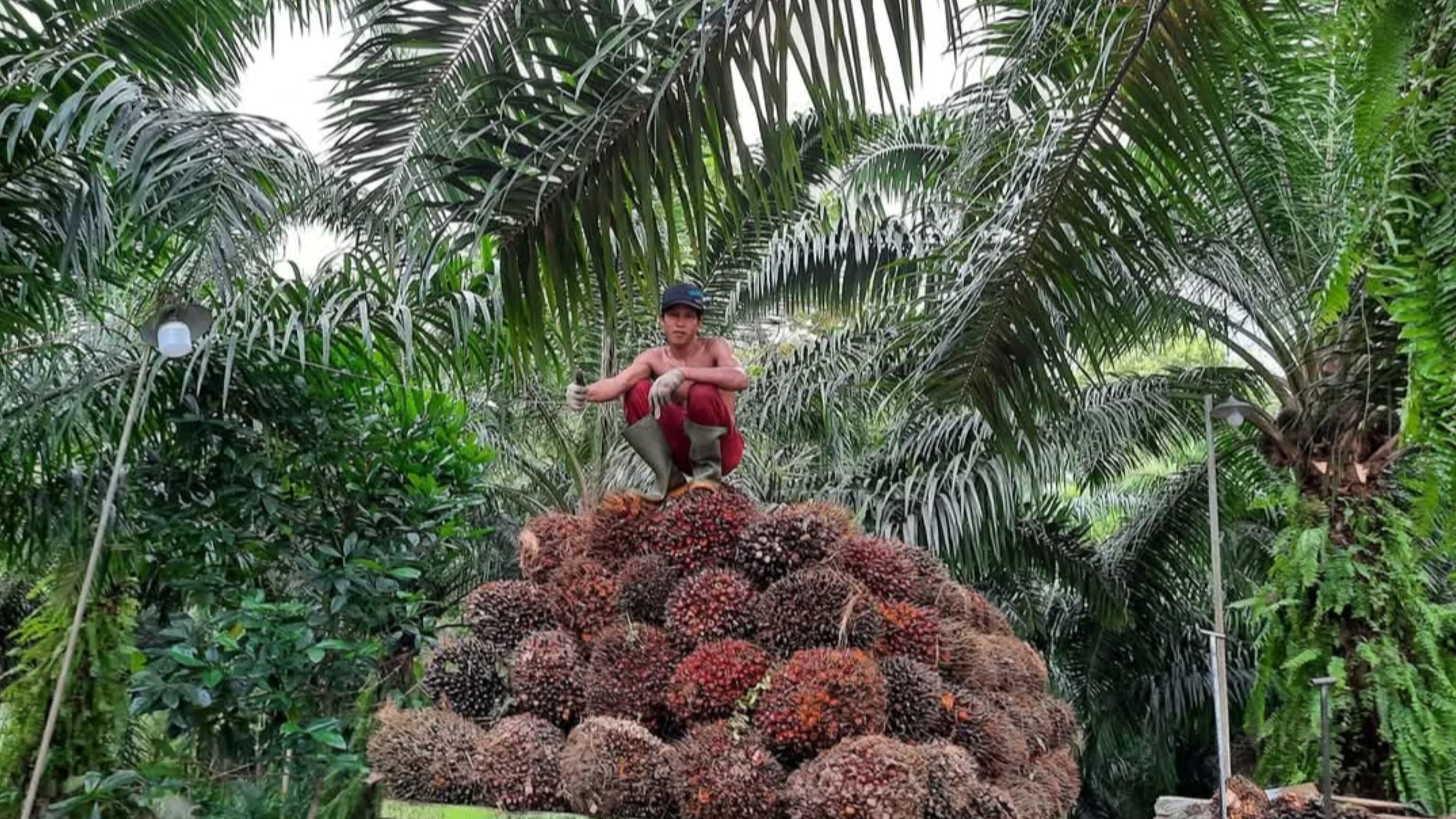 Harga Terbaru TBS Kelapa Sawit 2 Januari 2025 di Kabupaten Bengkulu Tengah, Terendah Rp2.830 per Kg