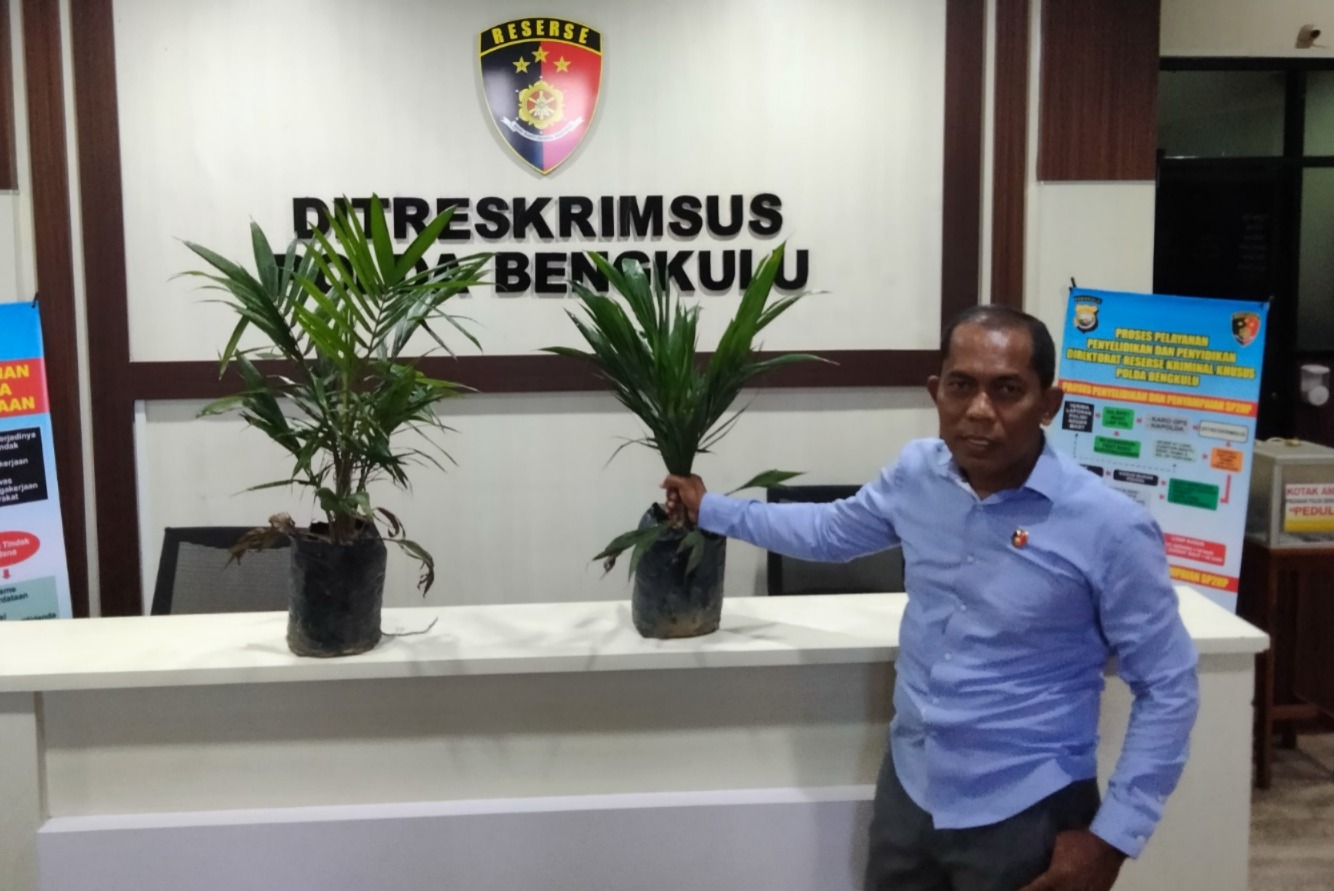 Ditreskrimsus Polda Bengkulu Tangkap 2 Orang Penjual Bibit Sawit Ilegal