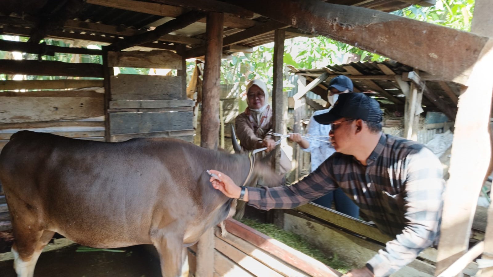 Awasi Keluar Masuk Sapi Kurban, Dinas Pertanian Seluma Siapkan 900 Dosis Vaksin