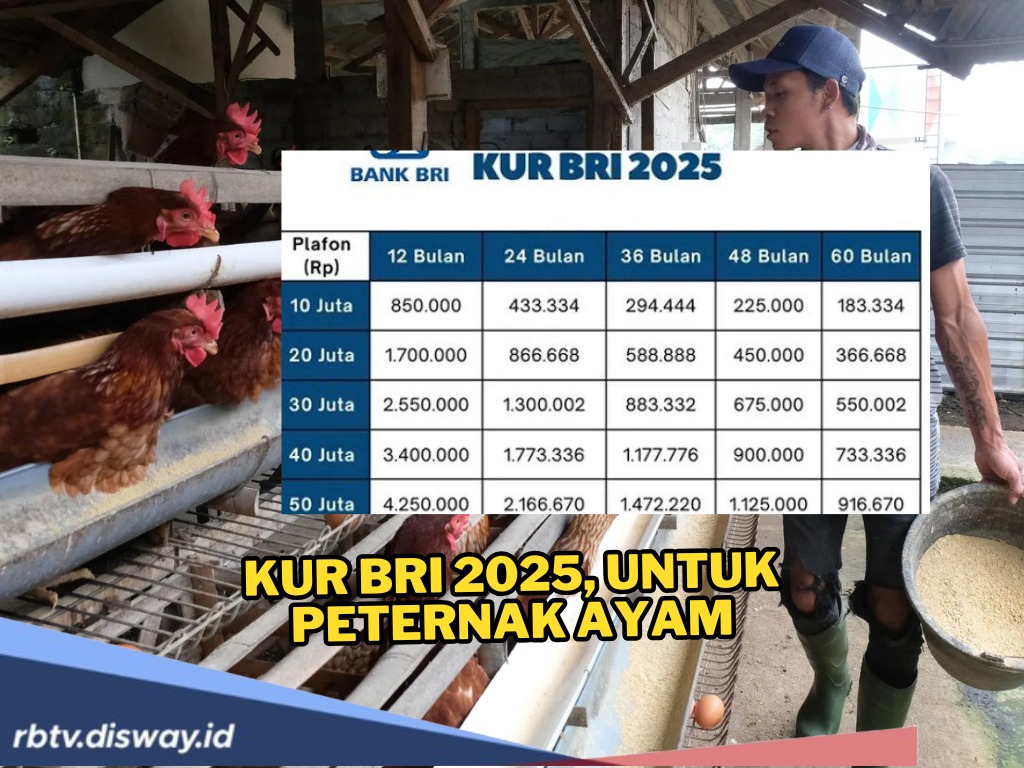 KUR BRI 2025 Rp 20 Juta untuk Peternak Ayam, Catat Angsuran dan Syaratnya Berikut