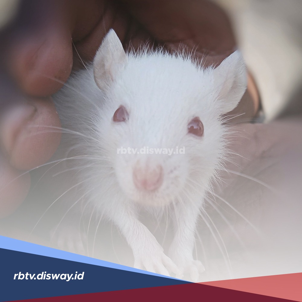 Tidak Semua Tikus Membuat Masalah, Ini 7 Jenis Tikus yang Lucu dan Dijadikan Hewan Peliharaan