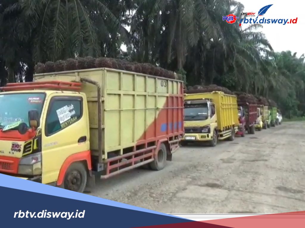 TBS Sawit di Bengkulu Tengah Membludak, Truk Antri di PT BNT hingga 3 Malam 