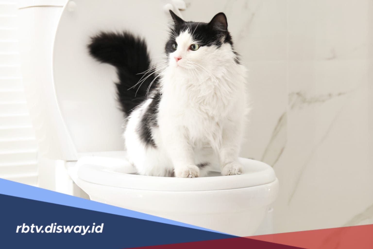 Cara Melatih Kucing agar Pup di Toilet, Bisa Dicoba di Rumah