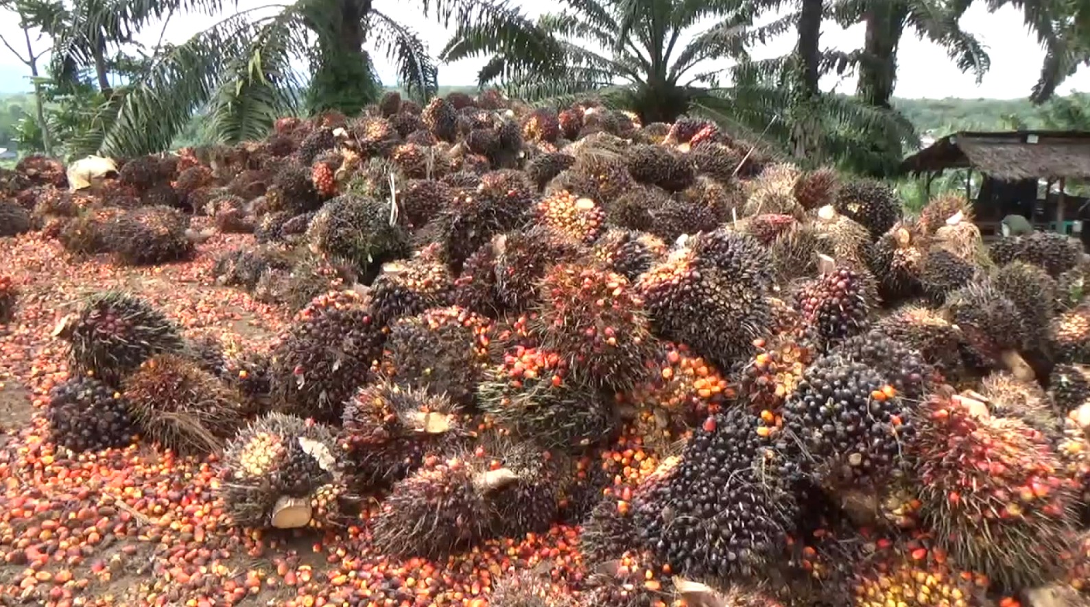 Sempat Turun, Kini Harga TBS Kelapa Sawit di Mukomuko Kembali Normal, Harga Tertinggi di 2 Pabrik