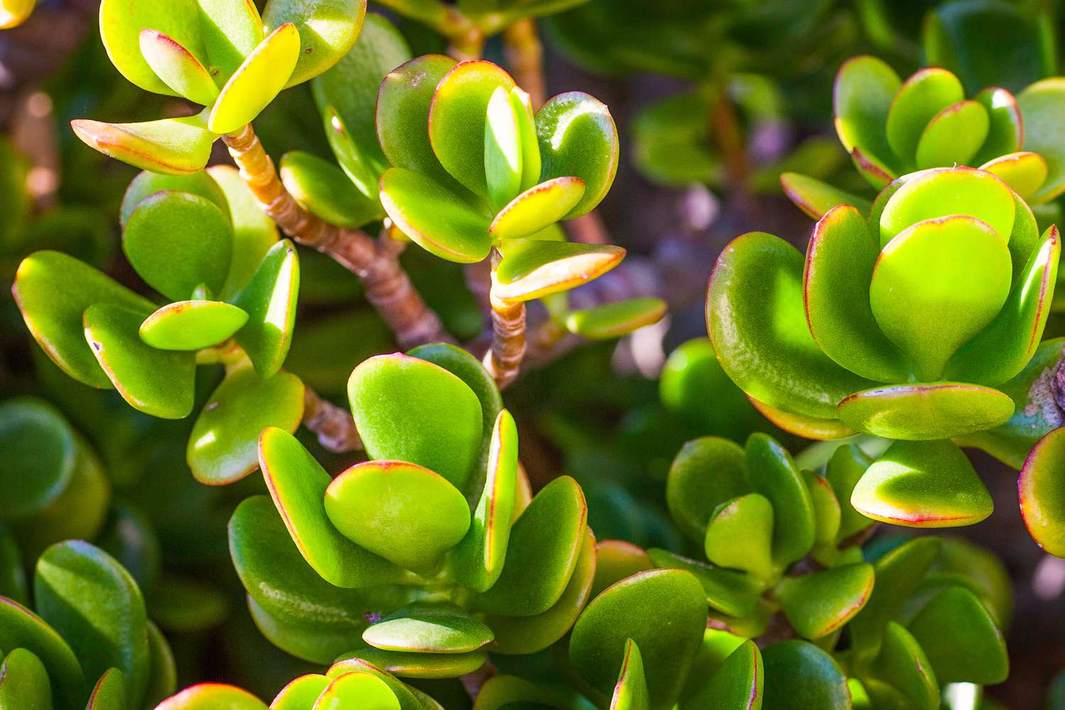 Menurut Feng Shui, 8 Tanaman Hias Berikut Bisa Mendatangkan Rezeki, Nomor 1 Jade Plant