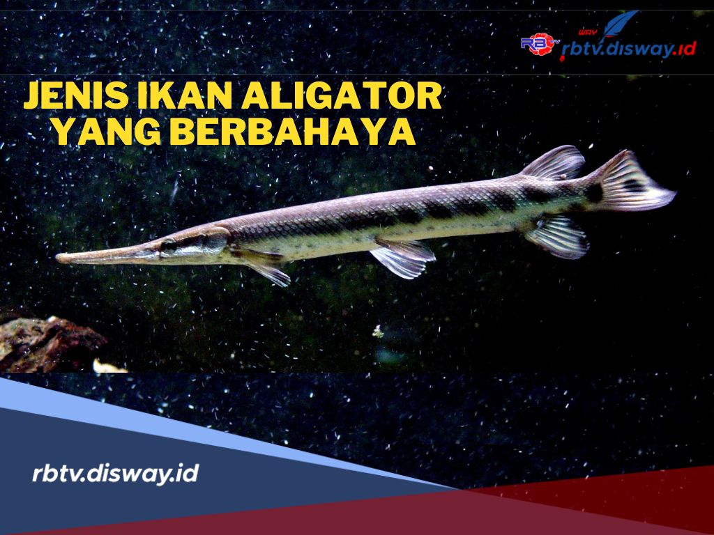 4 Jenis Ikan Aligator yang Berbahaya, Mengapa Mereka Tidak Cocok untuk Dipelihara?