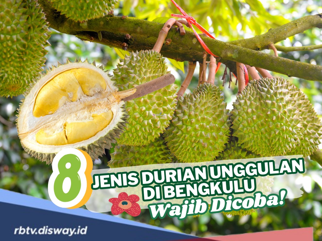 8 Jenis Durian Unggulan di Bengkulu, Wajib Dicicipi Pencinta Durian