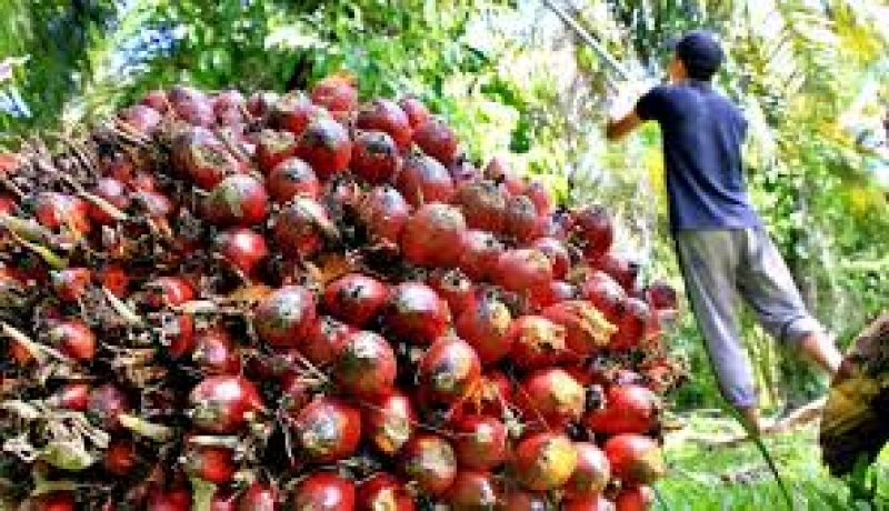 Tahun Depan Harga Sawit Masih Tinggi, Tanam 4 Tanaman Berikut untuk Basmi Hama Kelapa Sawit