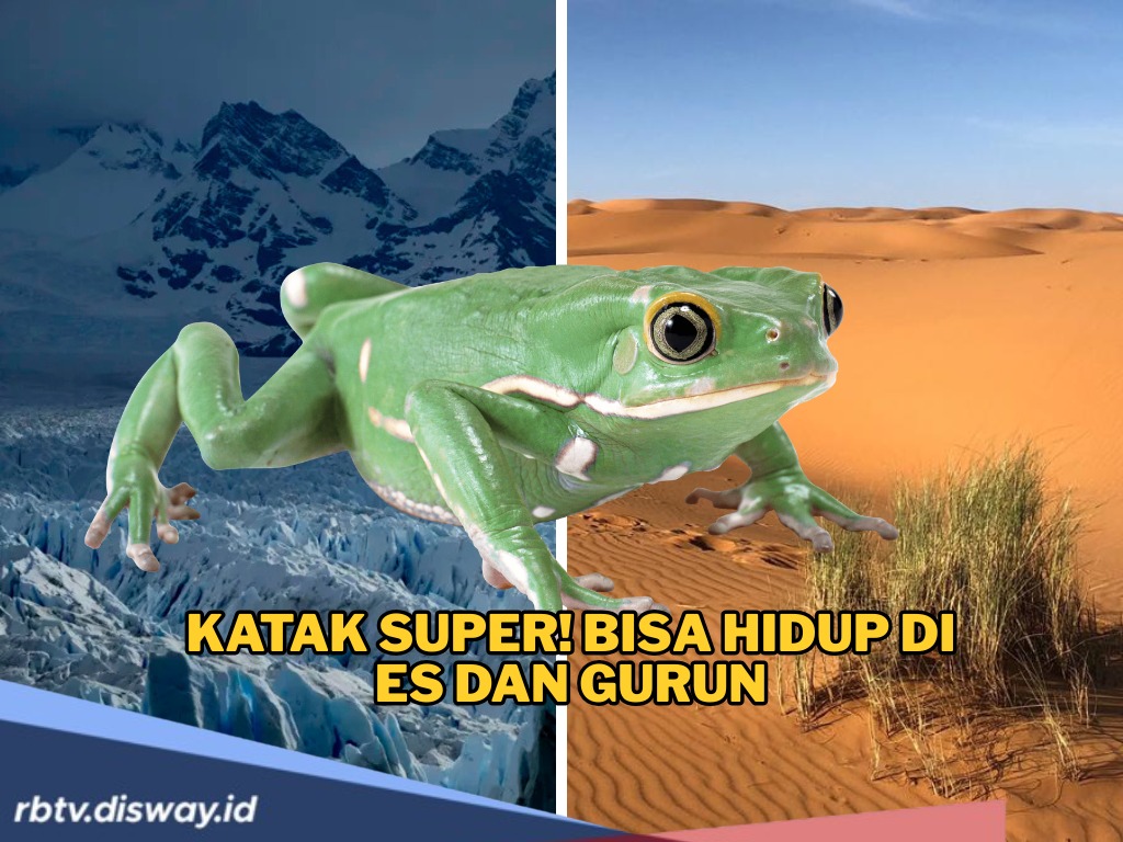 Jenis Katak yang Bisa Hidup di Es dan Gurun Pasir