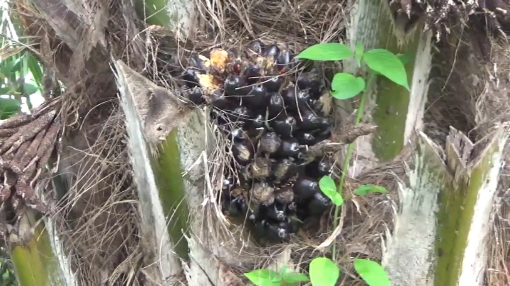 Harganya Tinggi, Petani Sindang Beliti Ulu Kesulitan Beli Bibit Sawit