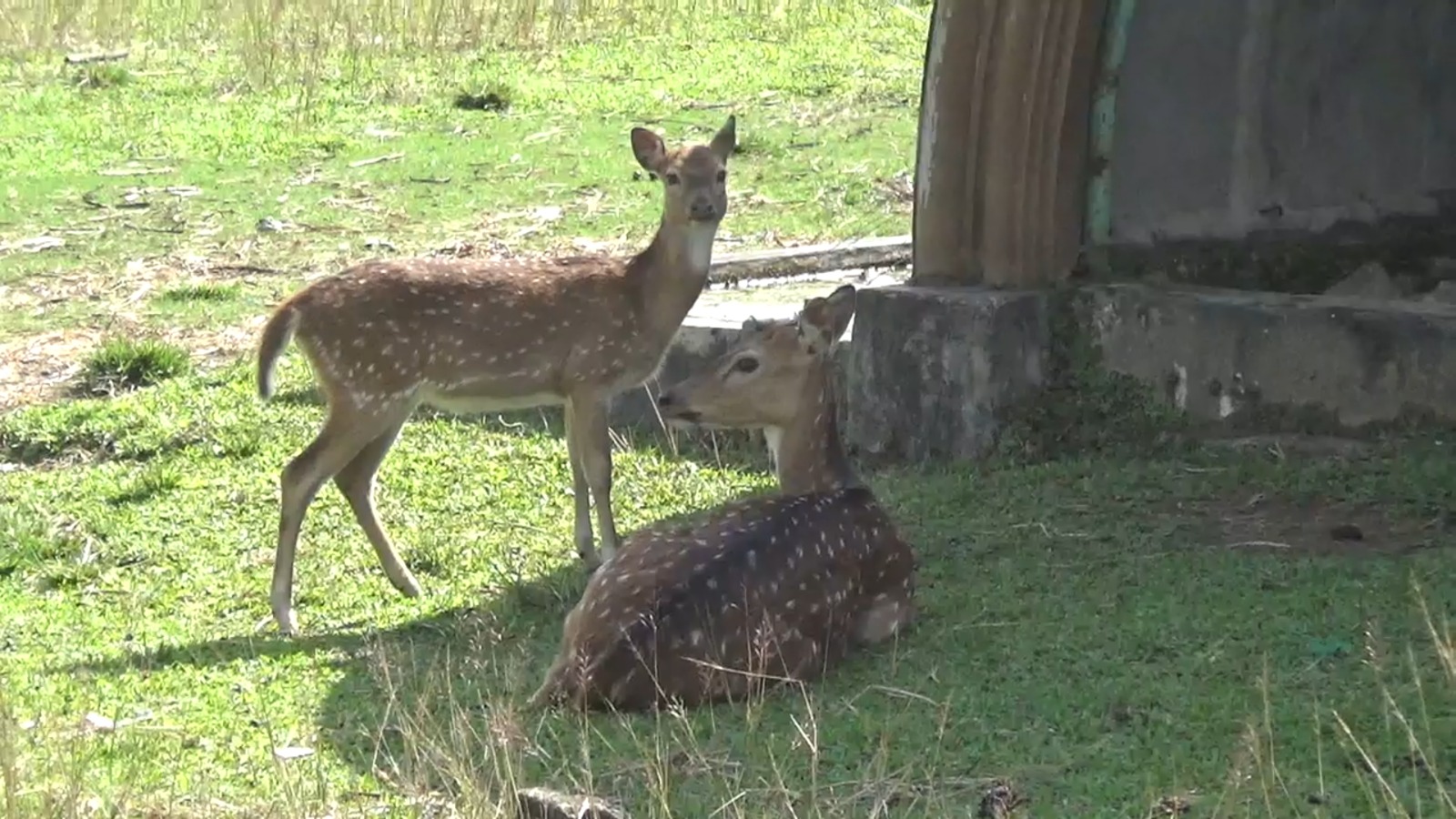 Lagi, Rusa di Penangkaran Pemkab Kepahiang Mati, Dewan Sesalkan OPD Abaikan Perawatan 