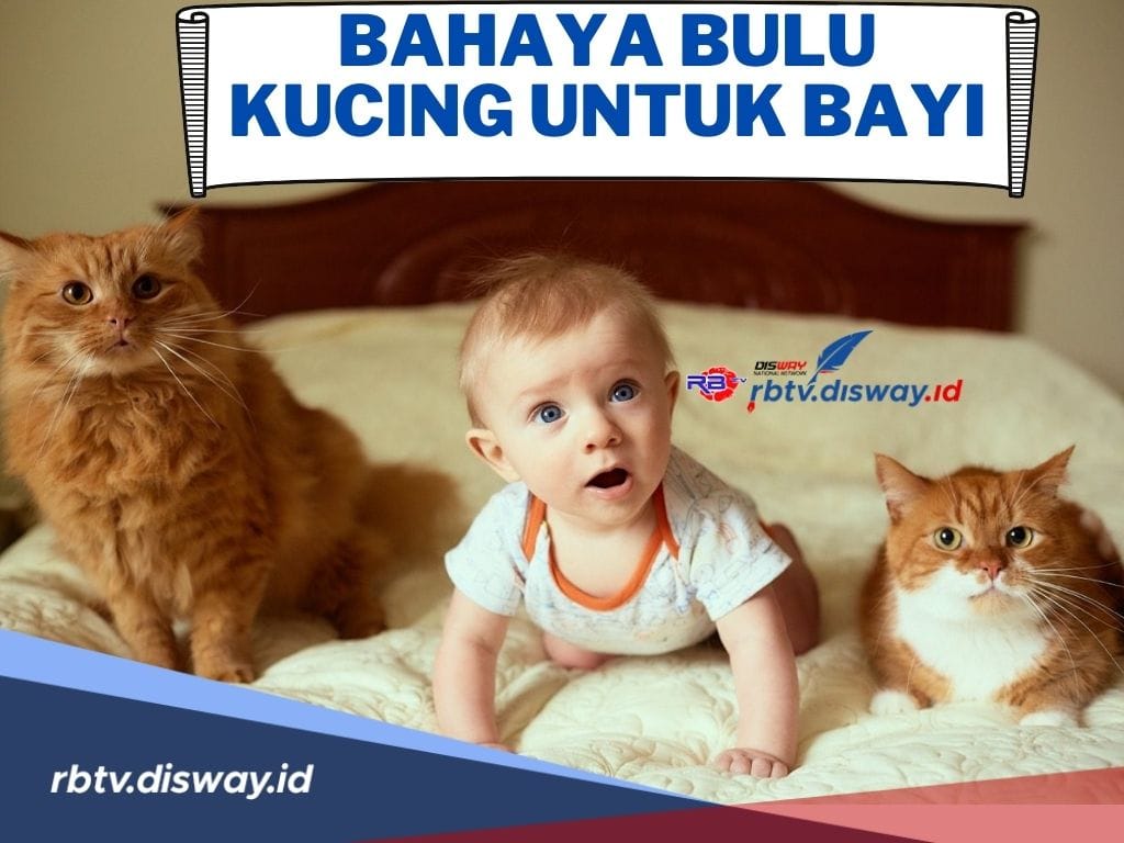Orang Tua Wajib dan Harus Hati-hati! Ini Bahaya Bulu Kucing untuk Bayi, Salah Satunya Bisa Memicu Asma