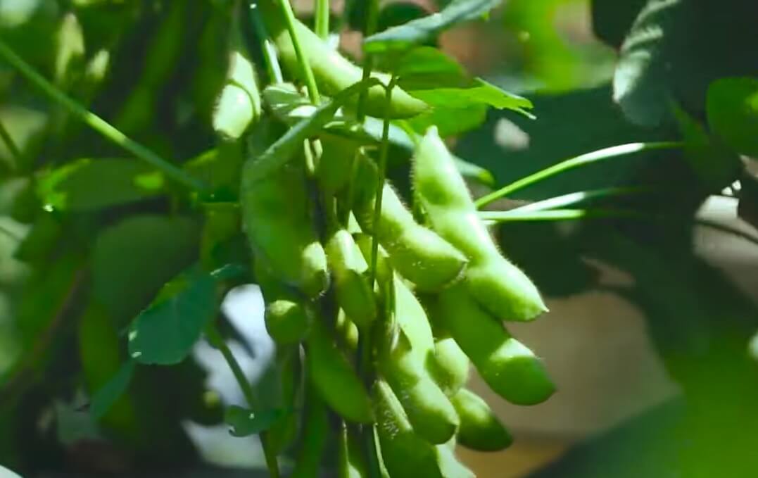 Peluang Bisnis Budidaya Kedelai, Pemkab Lebong Siapkan Lahan 4 Hektar