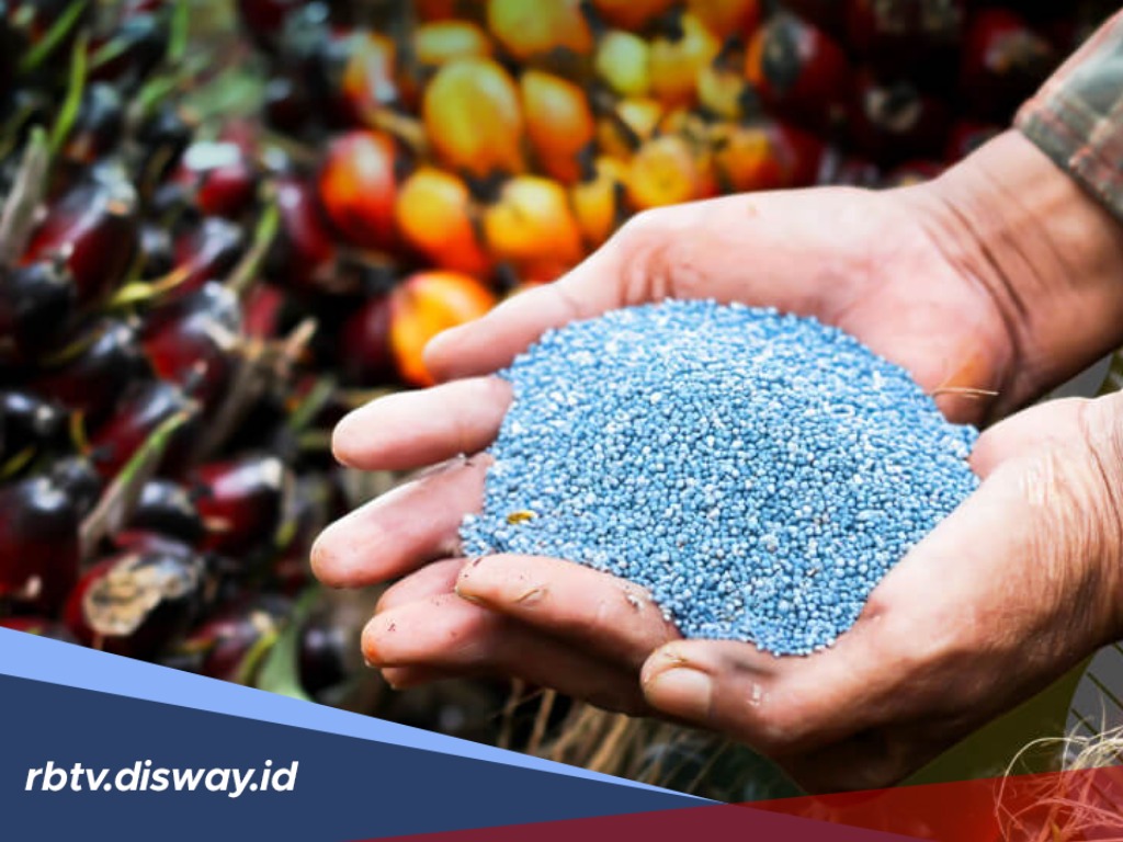 Urutan dan Periode Pemupukan Kelapa Sawit agar Cepat Berbuah Menurut Ahli