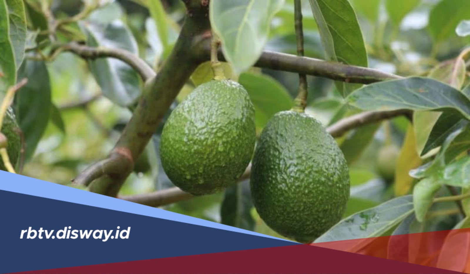 6 Tips Alami agar Pohon Alpukat Cepat Berbuah