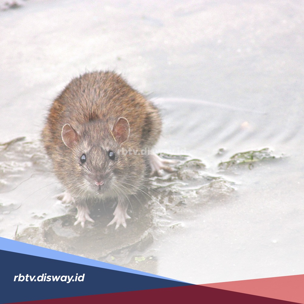 Waspada Penyakit Kencing Tikus, Rawan saat Musim Hujan, Kenali Gejalanya Bisa Berakibat Kematian