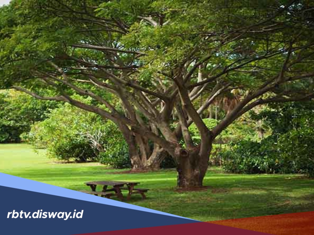 7 Rekomendasi Jenis Pohon Pelindung untuk Halaman Rumah