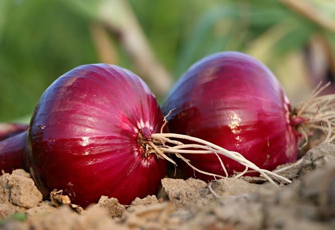 Lebih Mujarab dari Obat, hanya Gunakan Bawang Merah, Asma Kambuh Langsung Hilang