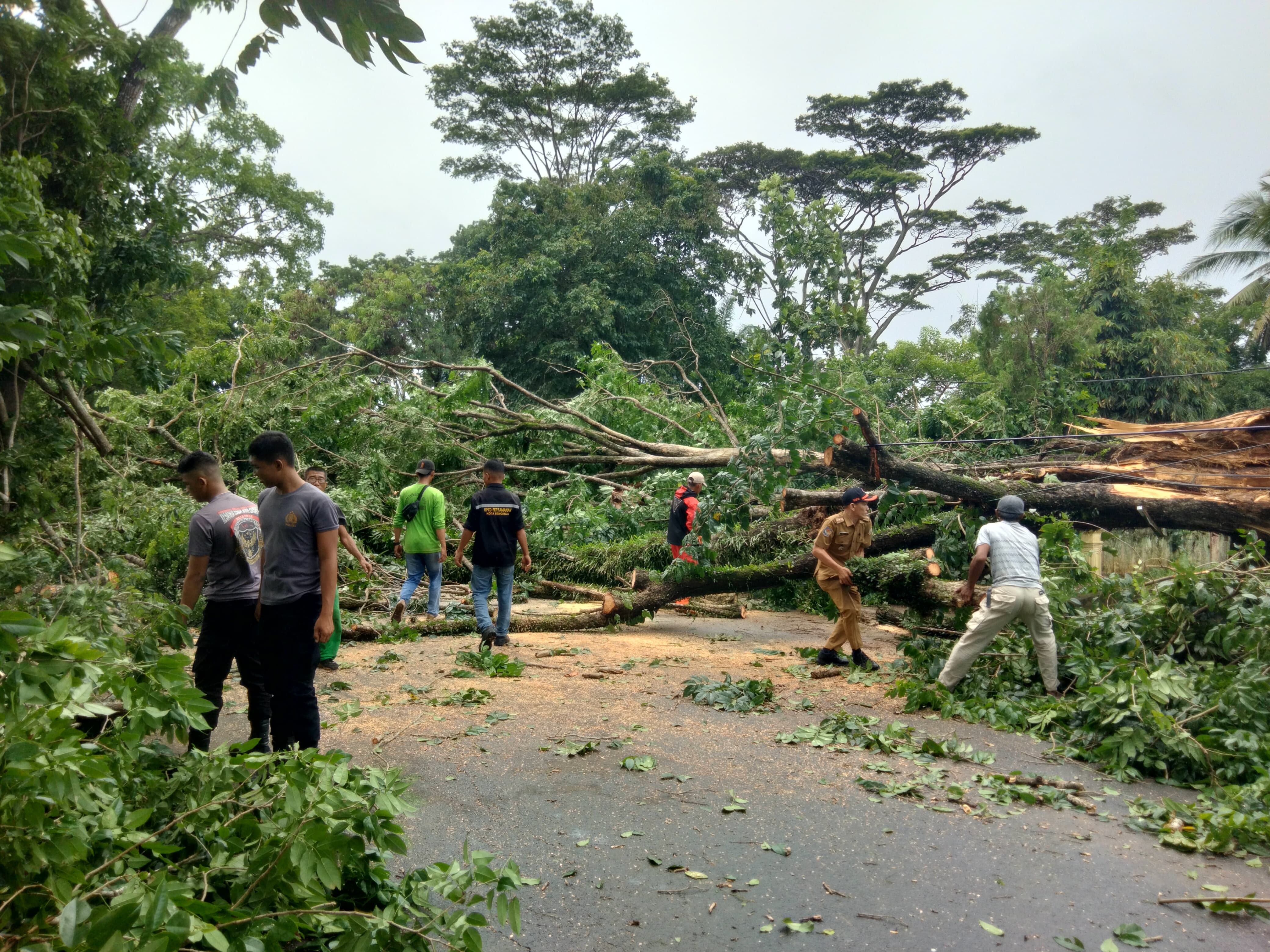 Pohon Tumbang di Sungai Rupat, Anggota Polisi Jadi Korban