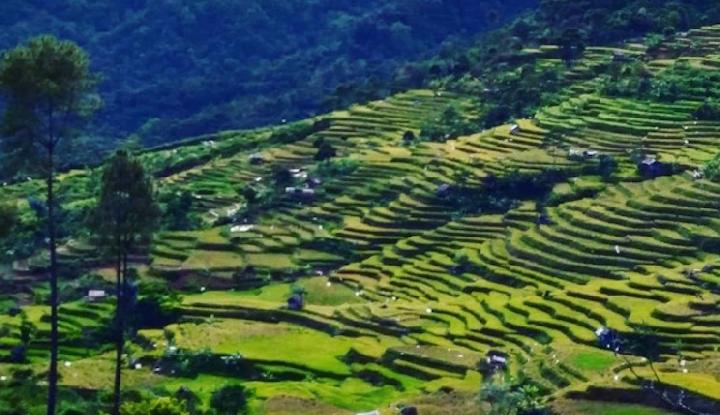 34 Desa Dapat Dana Rp 2 Miliar, Ini Rincian Dana Desa di Kabupaten Bogor Tahun 2025