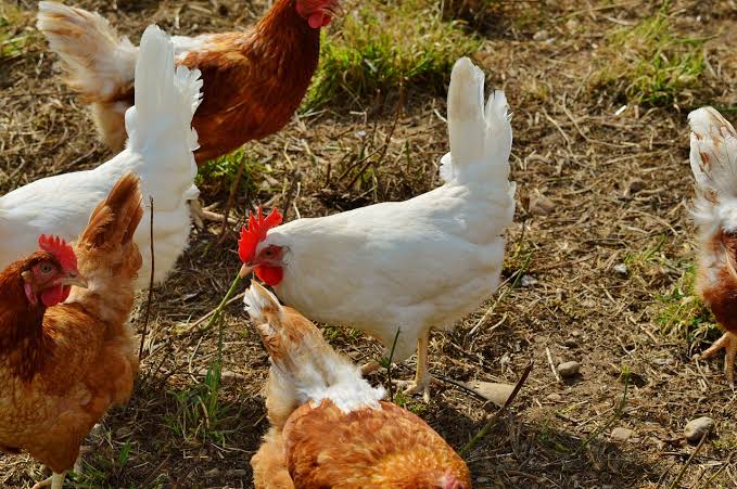 Hewan Ayam dan Angsa Bisa Jadi Hewan Kurban? Ini Kata Ulama