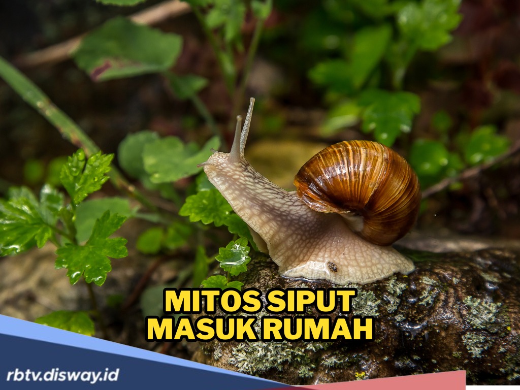Rahasia dan Mitos Siput Masuk Rumah, Benarkah Pertanda Keberuntungan, Cinta, dan Kesuksesan?