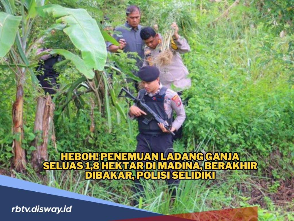 Polisi Temukan Ladang Ganja Seluas 1,8 Hektar, 650 Kilogram Ganja Sudah Siap Panen