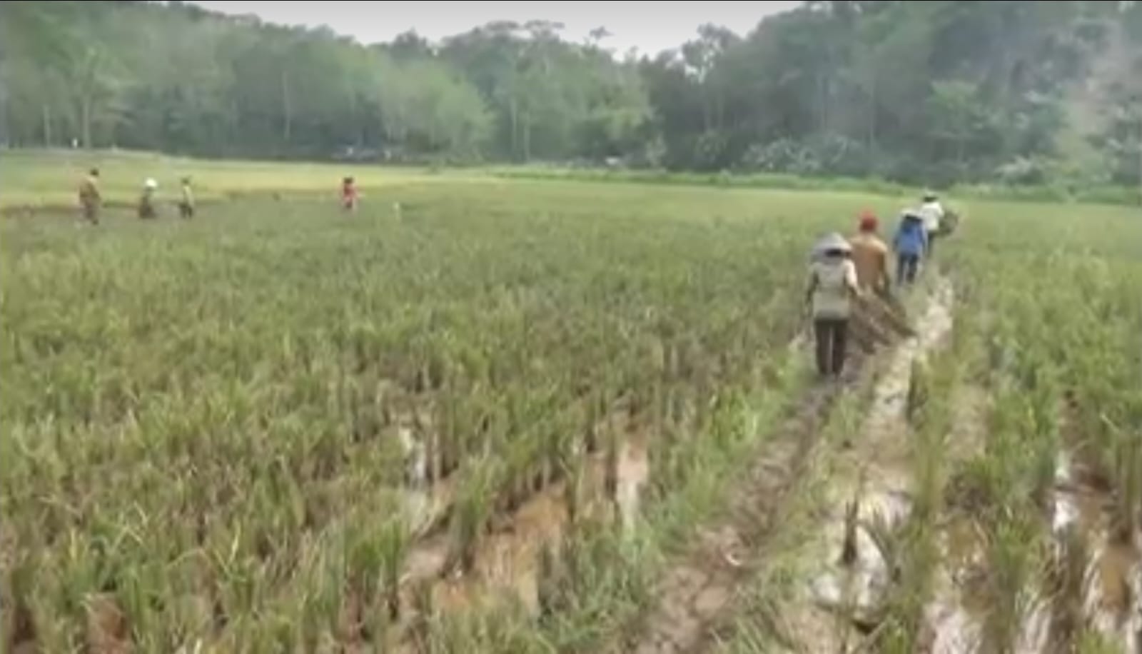 Bantuan Pertanian, Bengkulu dapat Jatah Bangun 57 Irigasi Sawah Tersier 
