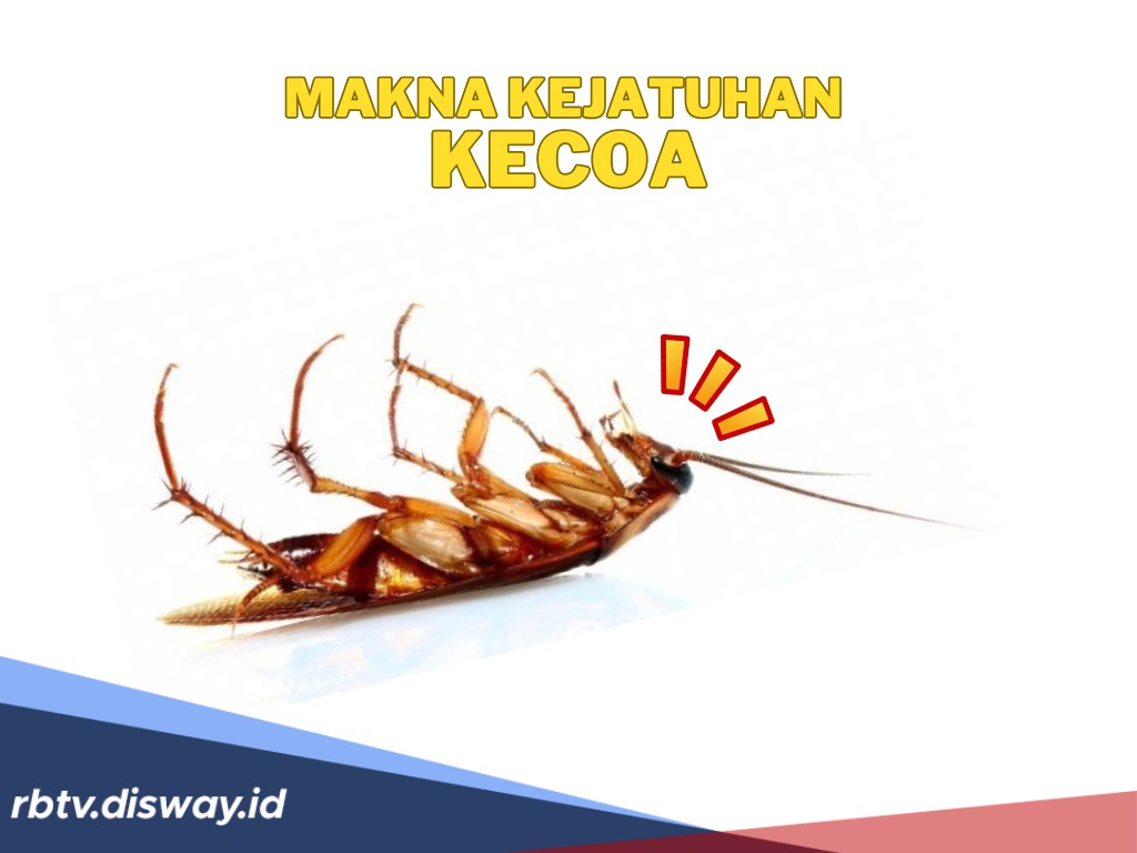Simbol Keberuntungan atau Pertanda Buruk? Ini 4 Arti Kejatuhan Kecoa Menurut Kepercayaan