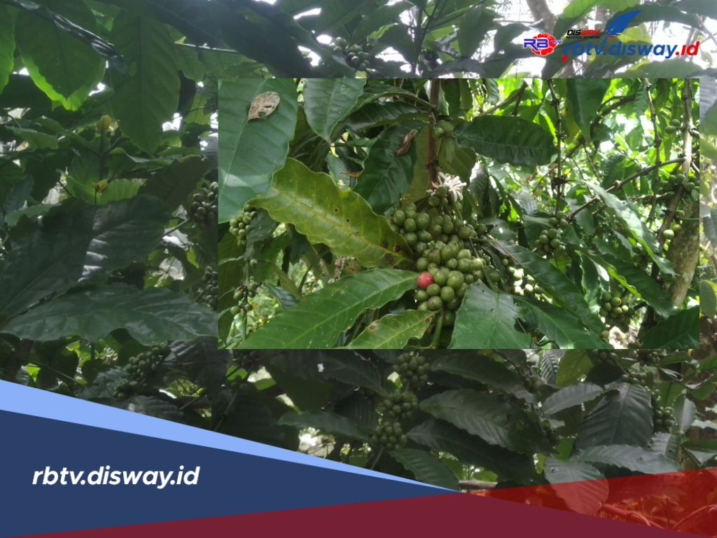 Sempat Anjlok, Kini Harga Kopi di Lebong Kembali Naik, Jadi Segini 