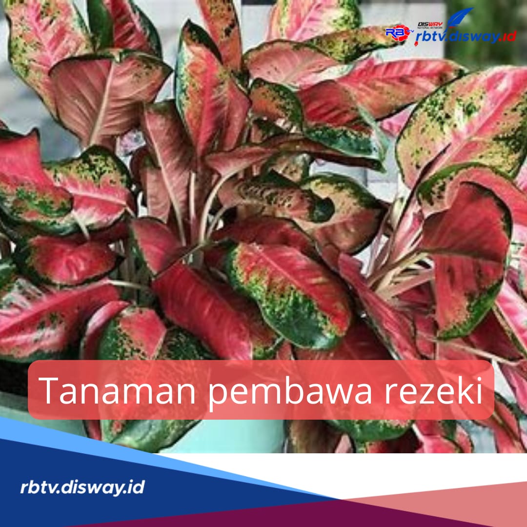 12 Tanaman Pembawa Rezeki Menurut Primbon Jawa, No 5 Hasilnya Bikin Hoki jika Ditanam