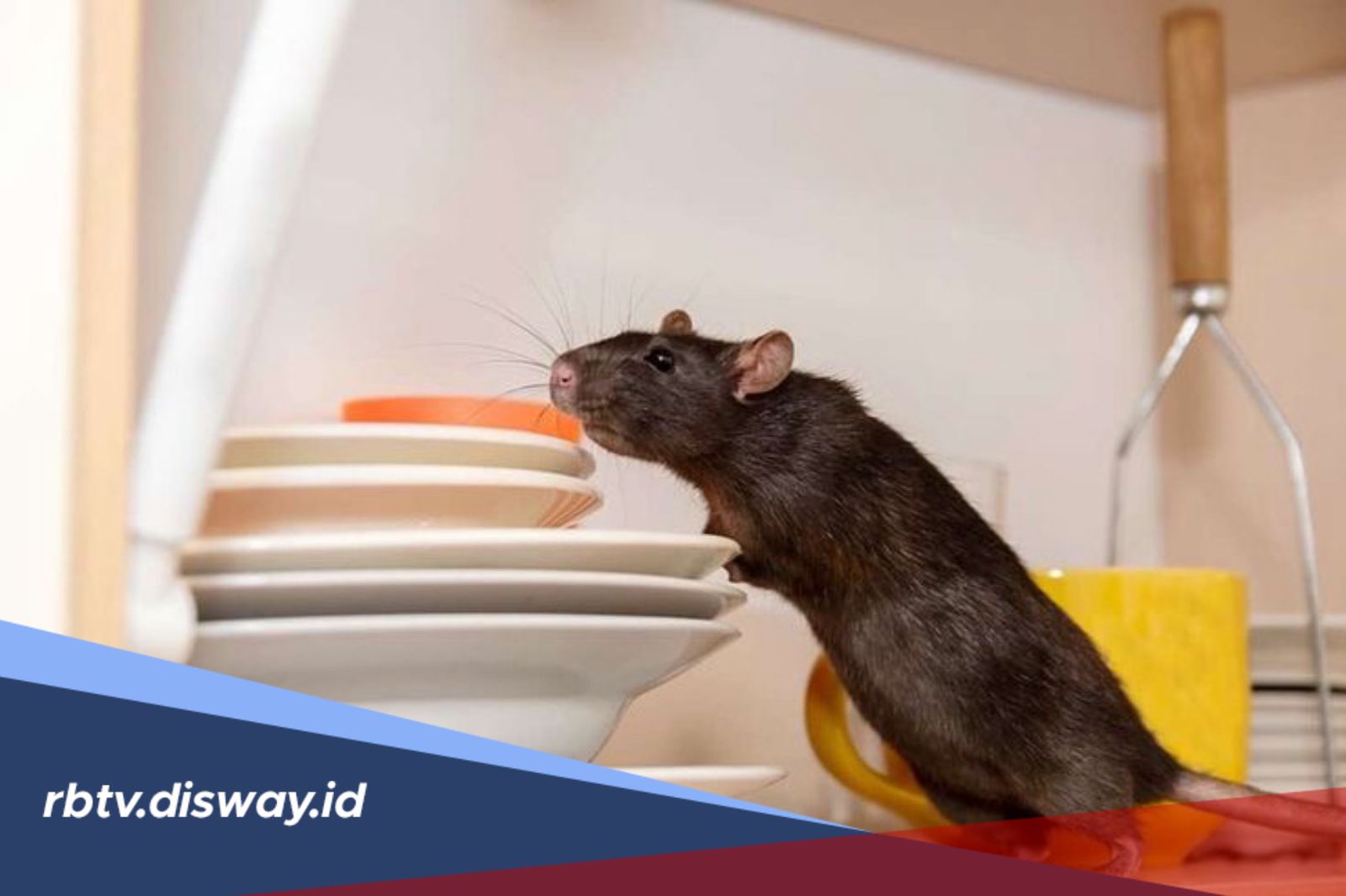 Repot Banyak Tikus di Rumah? Begini Cara Ampuh Usir Tikus Tanpa Racun