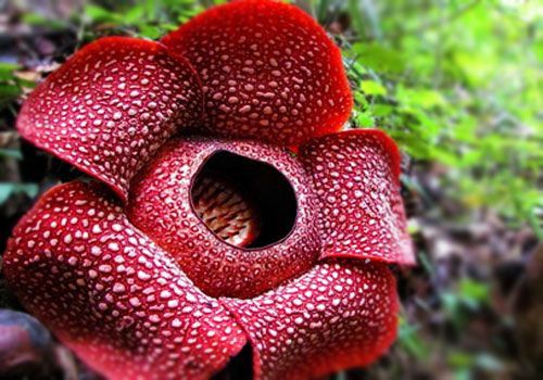 The Rafflesia Arnoldi Flower from Indonesia, Beautiful and the Largest in the World