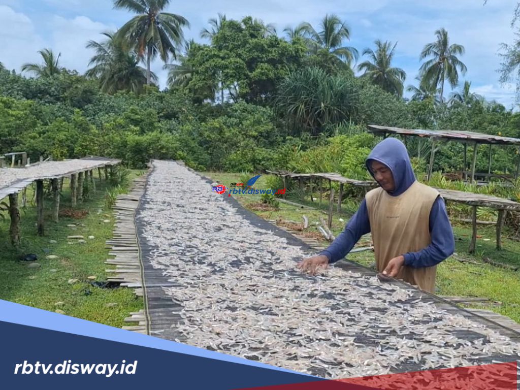 Nelayan di Mukomuko Panen Tangkapan, Harga Ikan Teri Turun