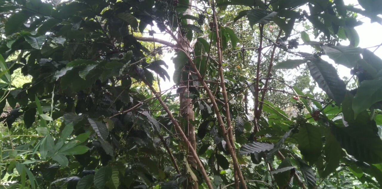 Petani Kopi di Lebong Sumringah, 7 Kelompok Tani Dapat Bantuan Bibit Kopi Arabika