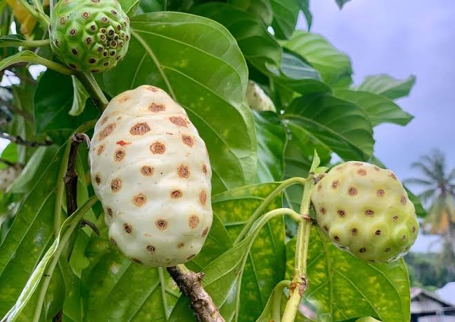 Tinggi Nutrisi untuk Tanaman, Intip 6 Cara Membuat Pupuk Alternatif dari Buah Mengkudu