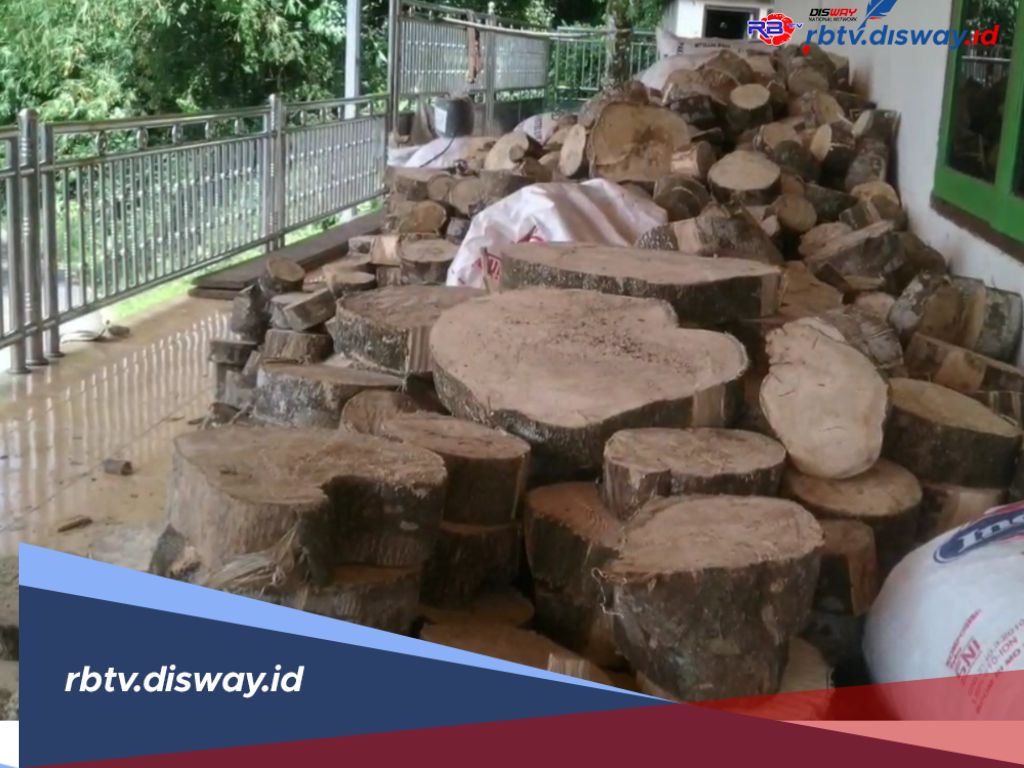 Harta Karun Emas Hijau di Lebong, Harganya Tembus Ratusan Juta