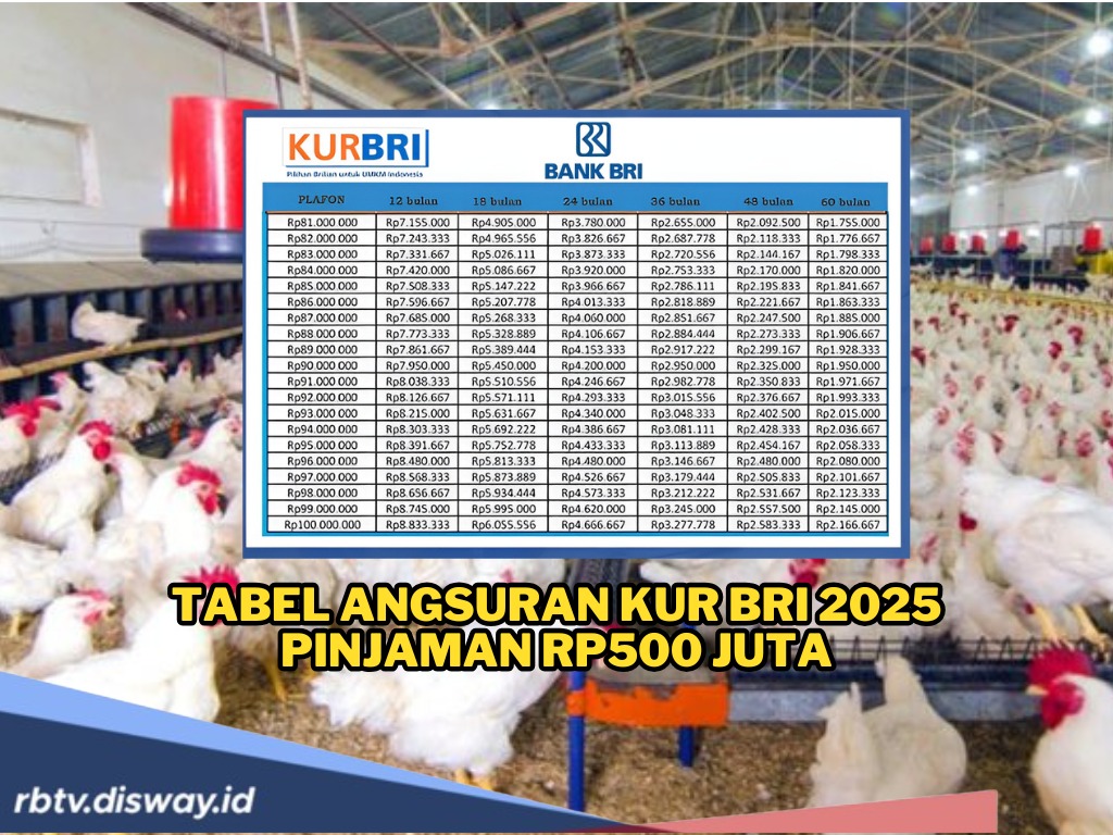 Tabel KUR BRI 2025 Pinjaman 500 juta untuk UMKM Seperti Usaha Ayam Broiler