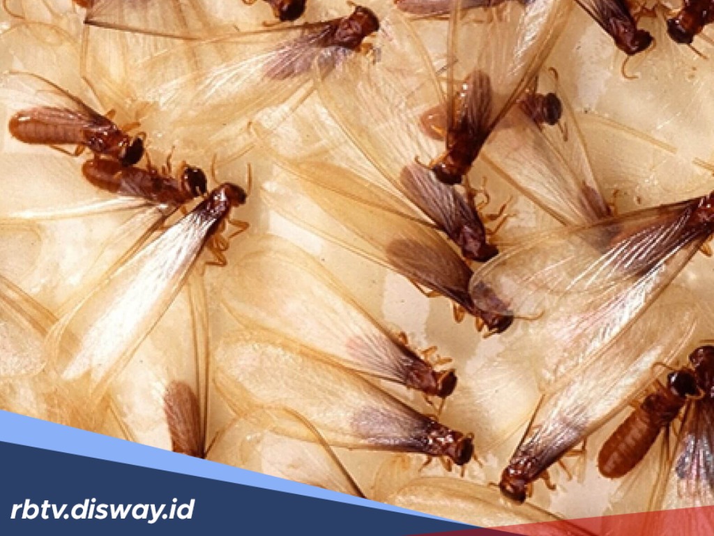 10 Cara Jitu Usir Laron dari Rumah Tanpa Harus Matikan Lampu, Dijamin Minggat