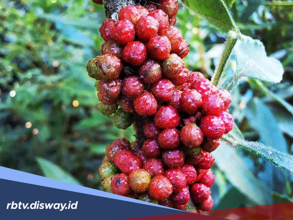 7 Manfaat Merica Batak untuk Kesehatan, Apa saja Kandungannya?