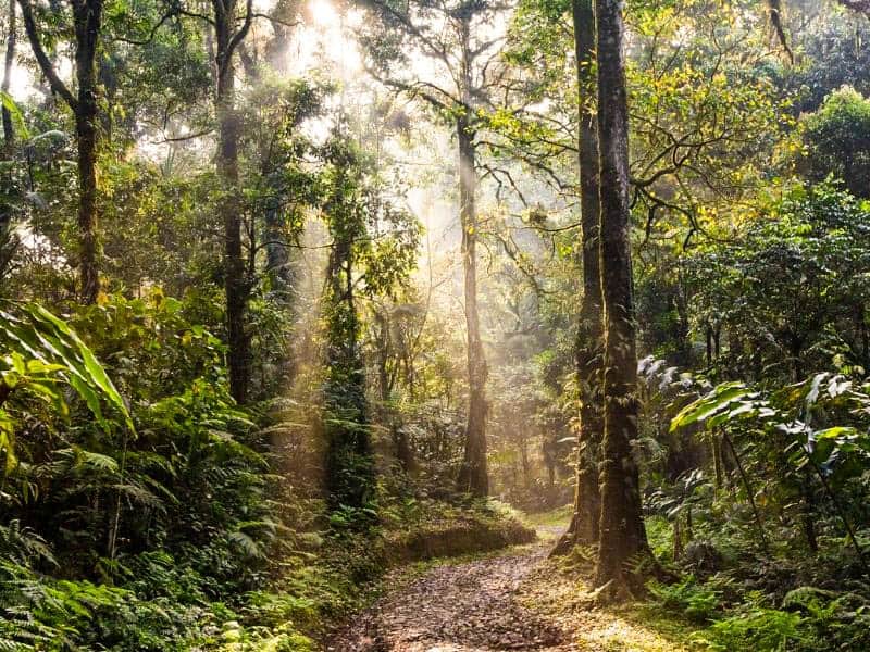 Waw! Bengkulu Dapat Dana Rp 11,6 Miliar karena Punya Banyak Hutan