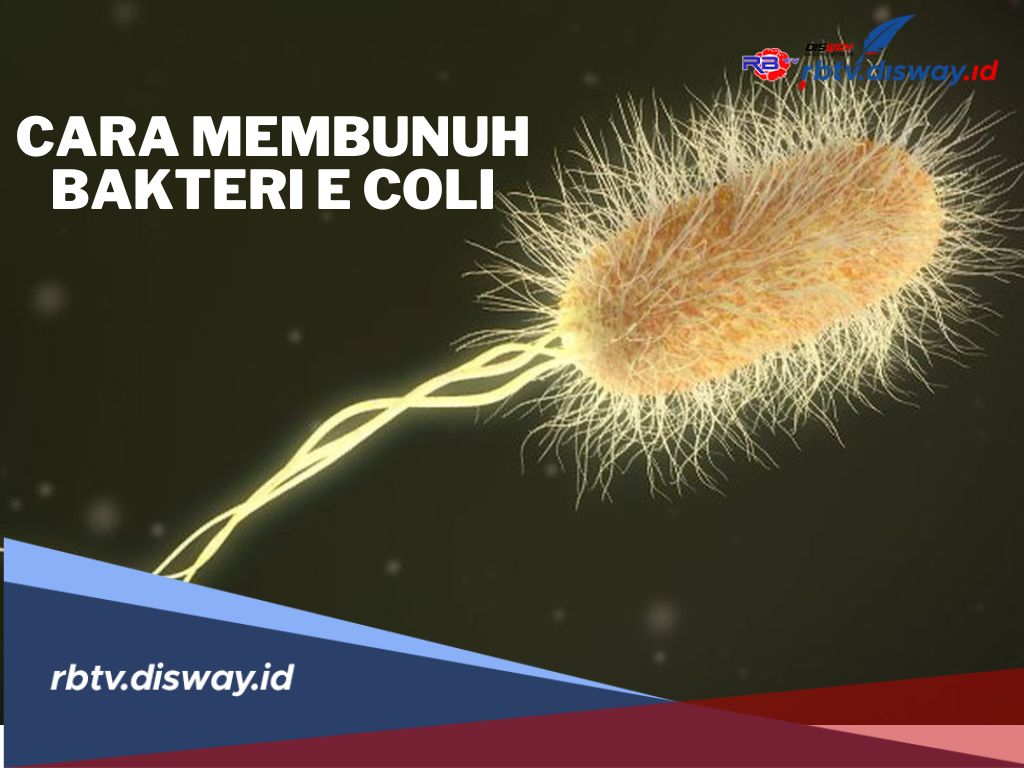 6 Cara Membunuh Bakteri E.Coli dengan Bahan Alami, Terbukti Efektif