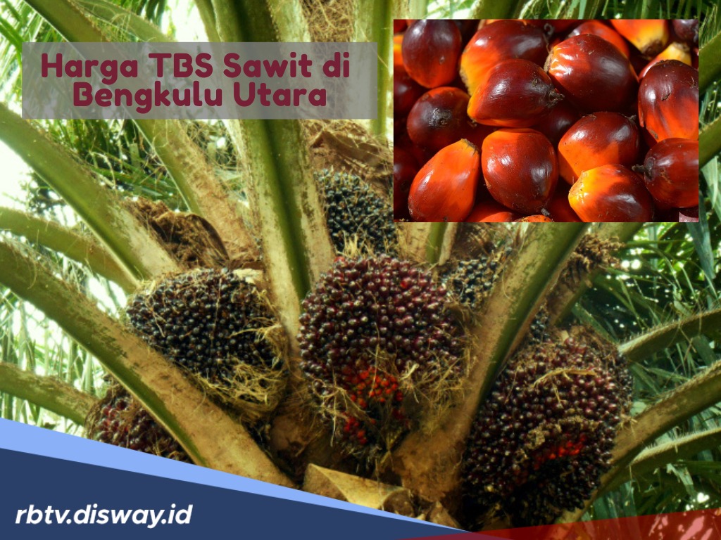 Petani Meringis, Harga TBS Sawit di Bengkulu Utara Anjlok, Ini Rincian Harganya