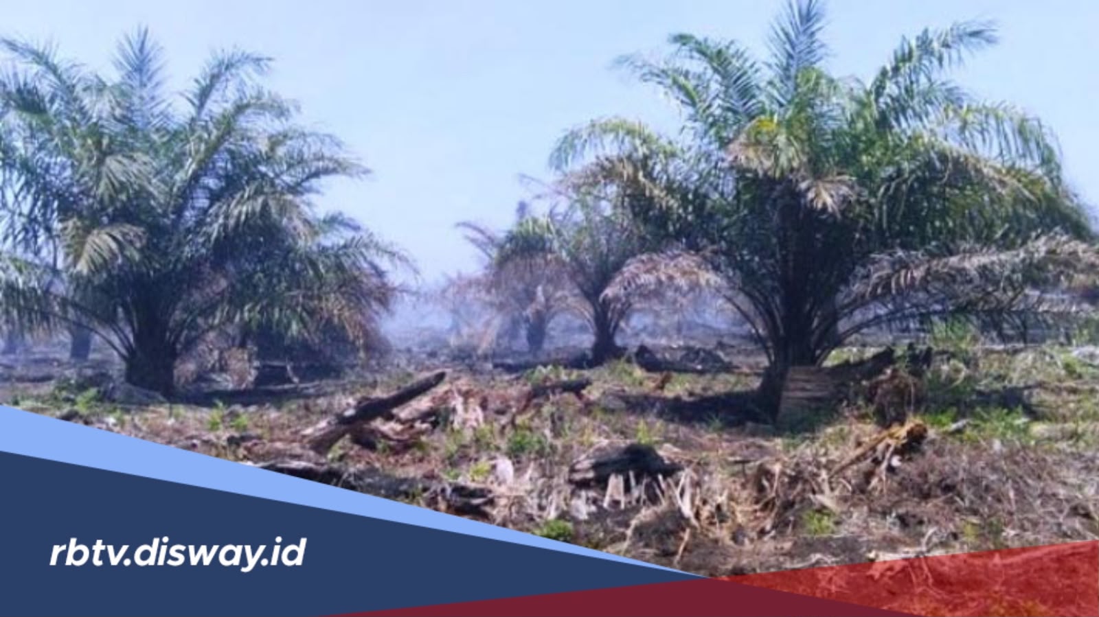 Musim Kemarau Panjang, Ini Dampaknya bagi Tanaman Kelapa Sawit