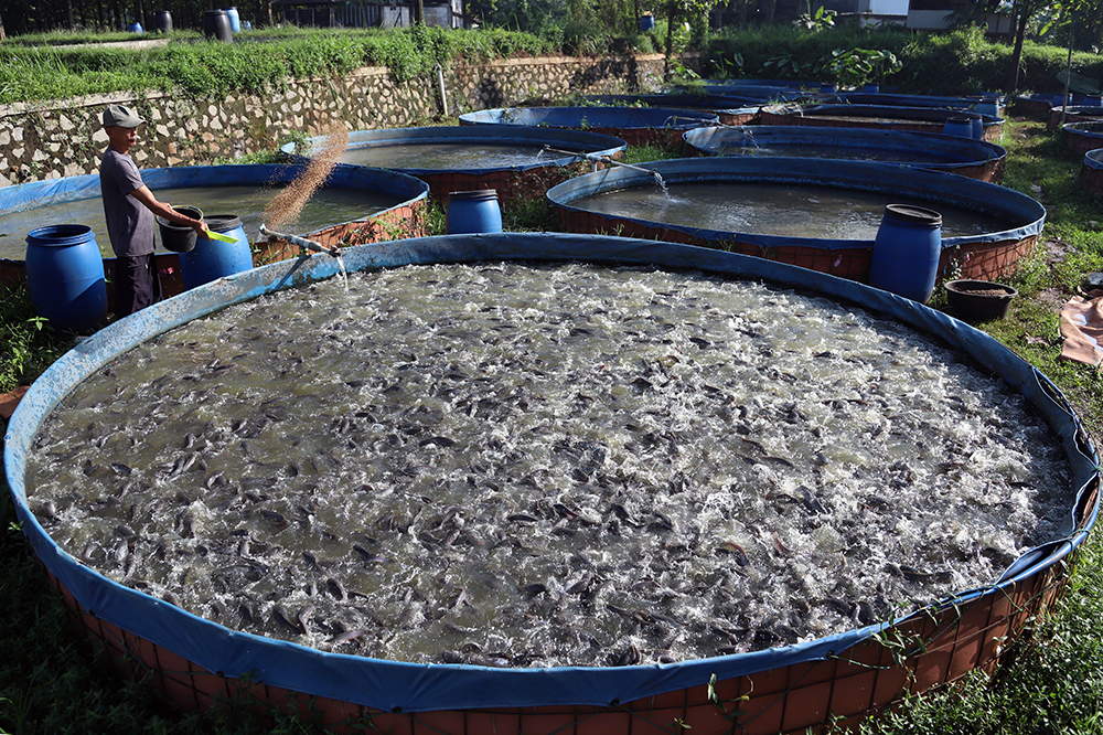 Rahasia Sukses Budidaya Ikan Lele Bagi Pemula, Modal Kecil Untung Besar