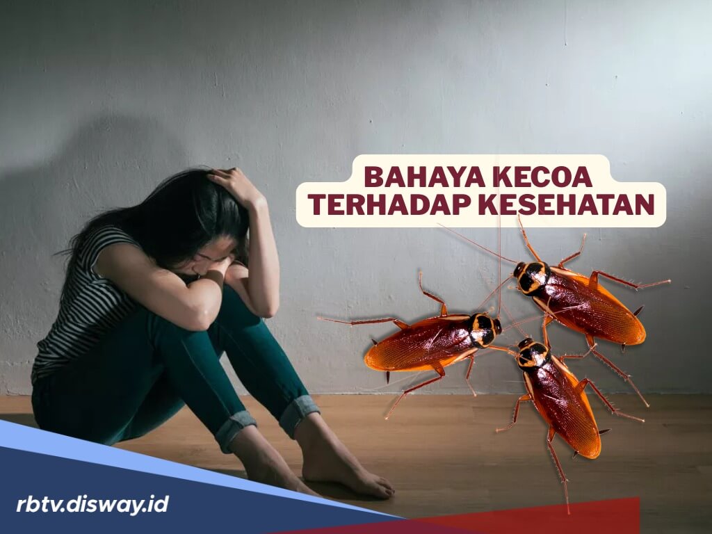 Tak hanya Menjijikkan, Ternyata Bahaya Kecoa Bisa Berdampak pada Psikologis Manusia