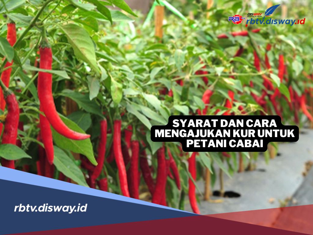 Solusi Modal Usaha Petani Cabai, Cek Syarat dan Cara Ajukan KUR Tahun 2025