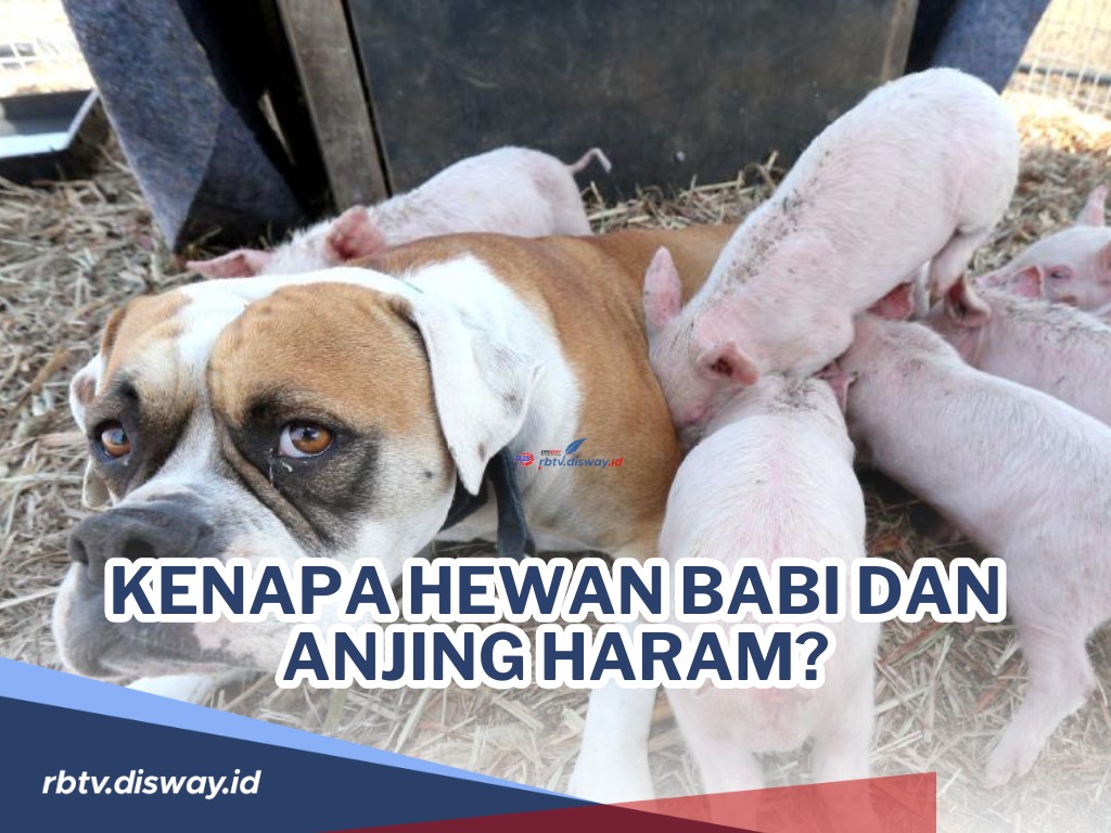 Sangat Dilarang Dalam Islam! Ini Penjelasan Kenapa Babi dan Anjing Menjadi Haram