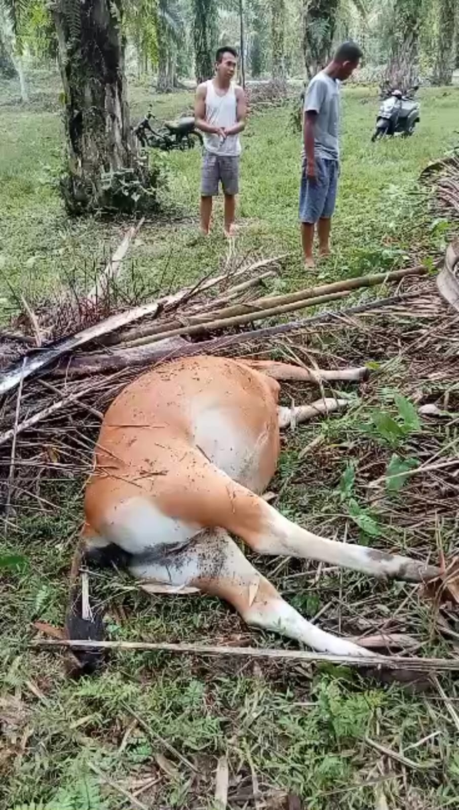 Pelaku Curnak Semakin Menggila, Sudah 9 Ekor Sapi Warga Diembat